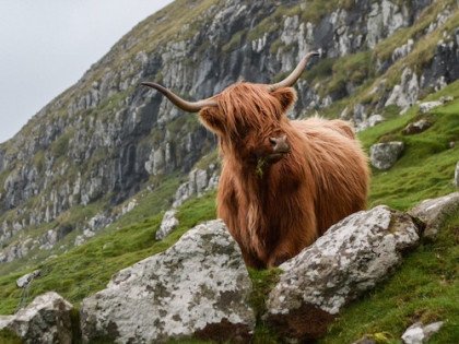 Scotland’s Possible Vape Ban Image