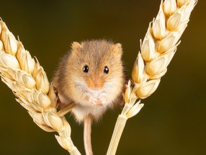 Not Nice Mice Research Image